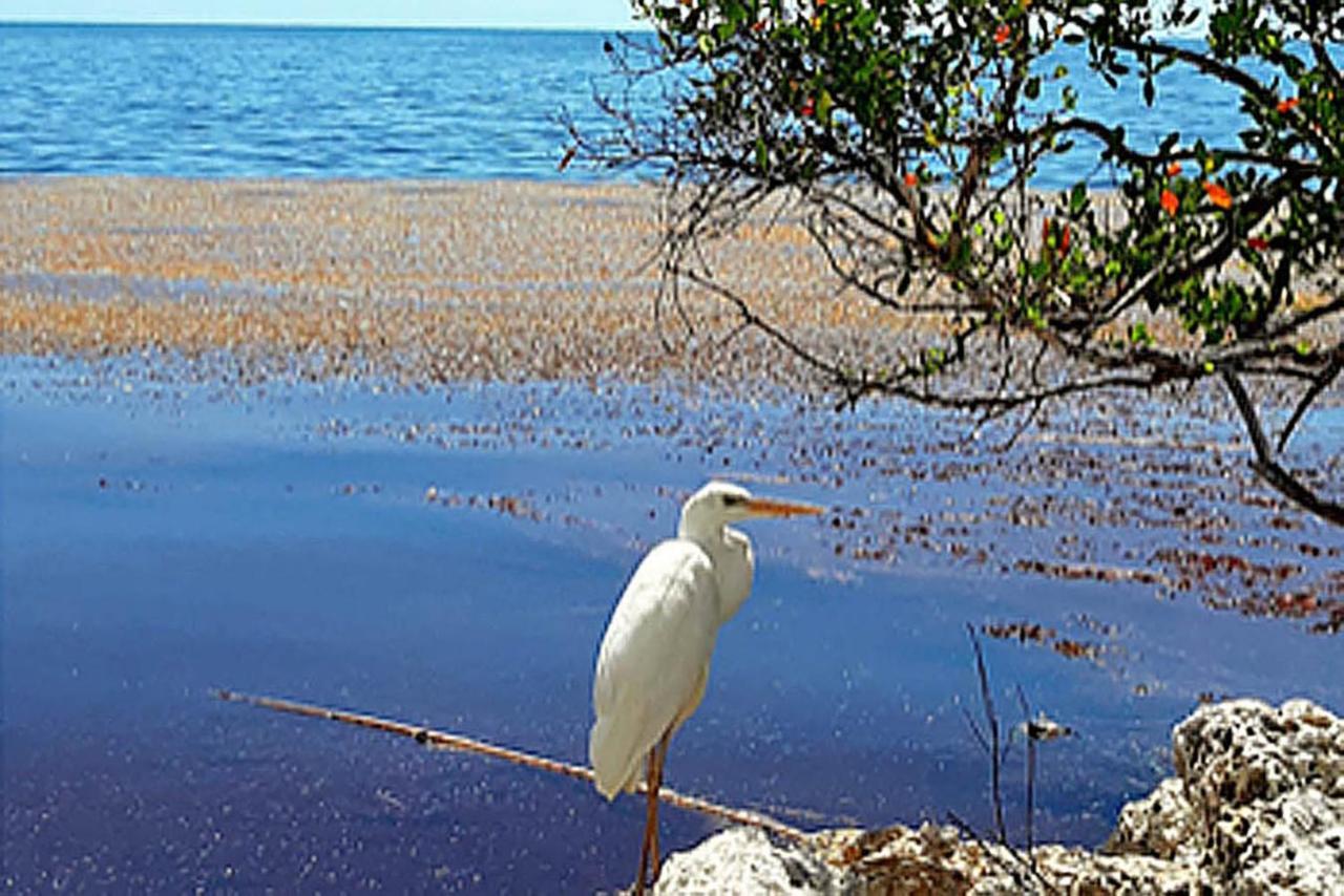 Sea Mist - Oceanfront-Lake-Kayak-Paddleboard-Bike Key Largo Exterior photo